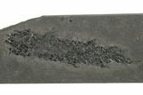 Devonian Lobe-Finned Fish (Osteolepis) - Scotland #177080-1